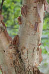 River birch